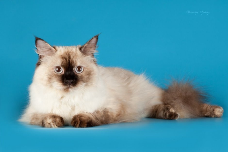 Невская маскарадная котята