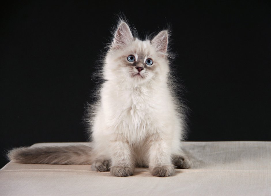 Сибирская маскарадная кошка
