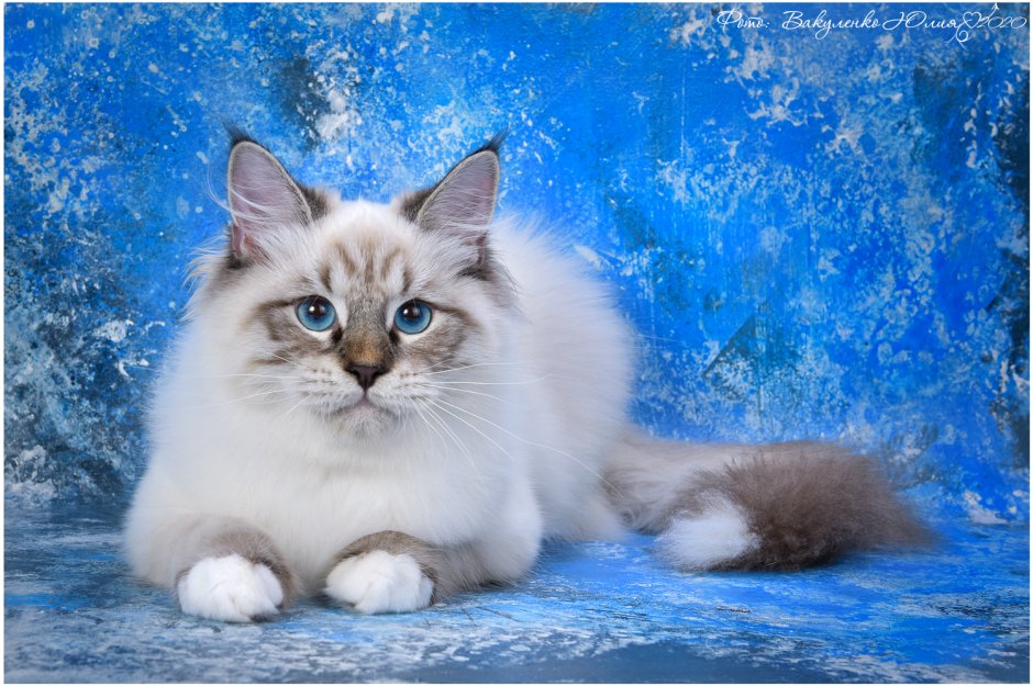 Невская маскарадная кошка
