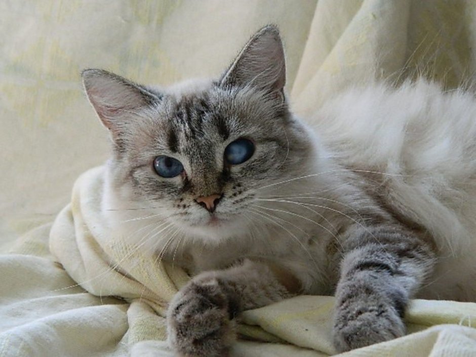 Невский маскарадный кот короткошерстный