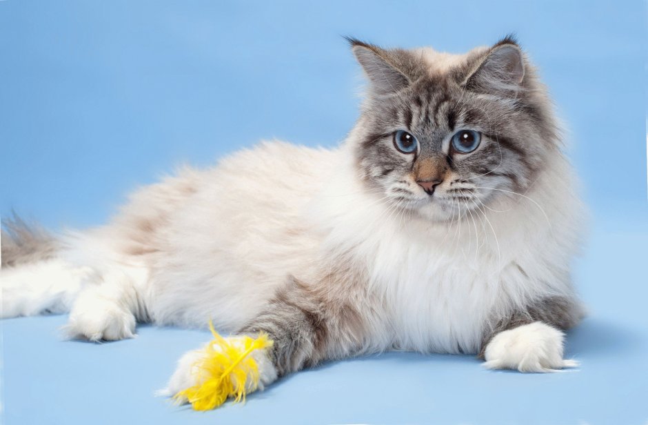 Невская маскарадная котята черные