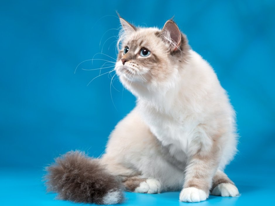 Невская маскарадная кошка короткошерстная
