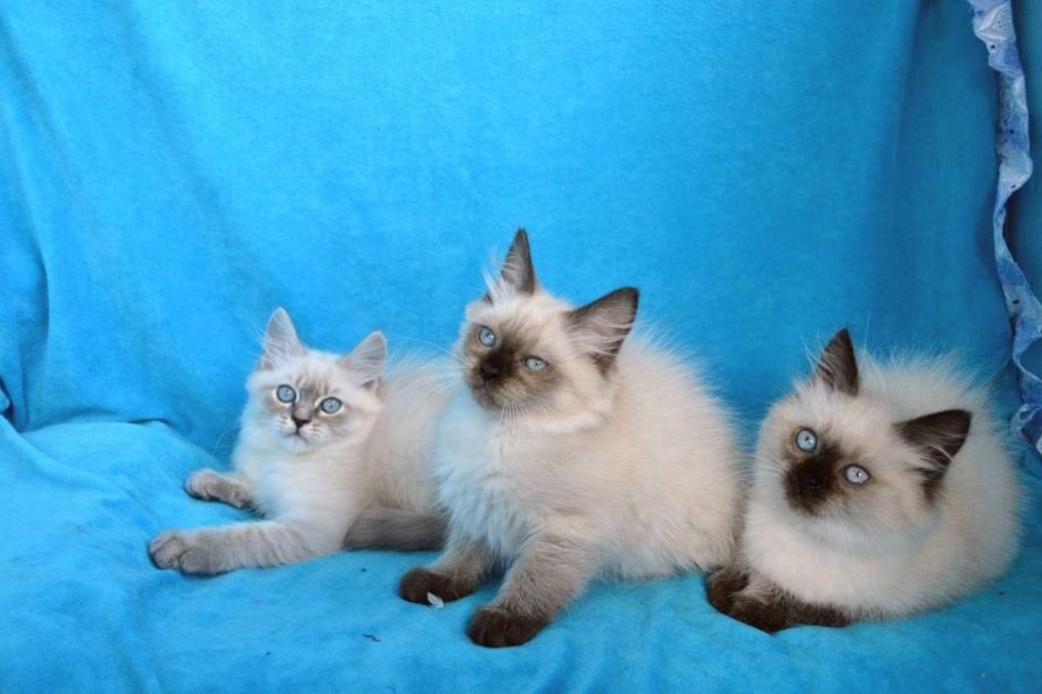 Рэгдолл и Сибирская кошка