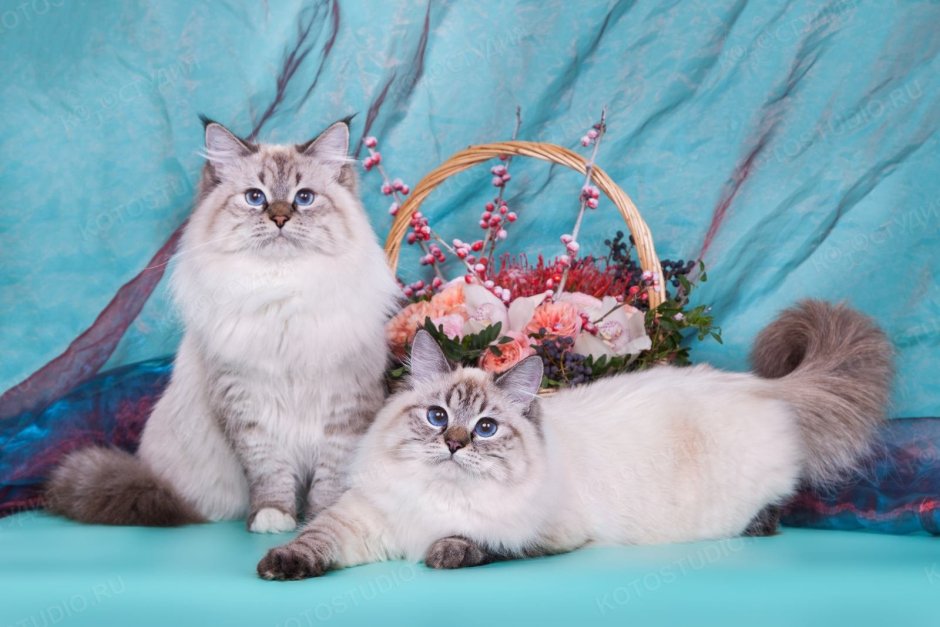 Невская маскарадная кошка короткошерстная