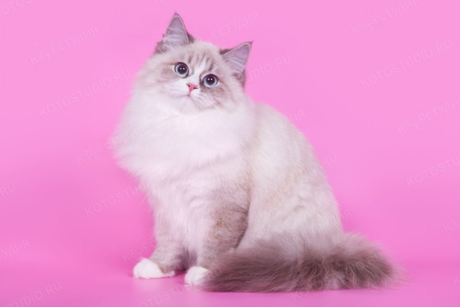 Невская маскарадная кошка