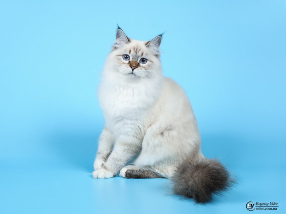 Ленинградская маскарадная кошка