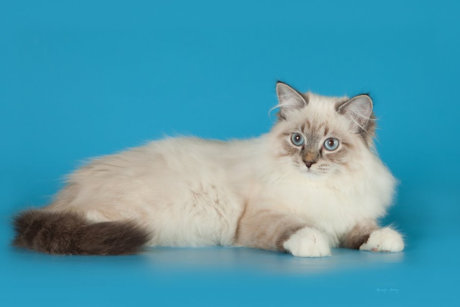 Невские маскарадные котята