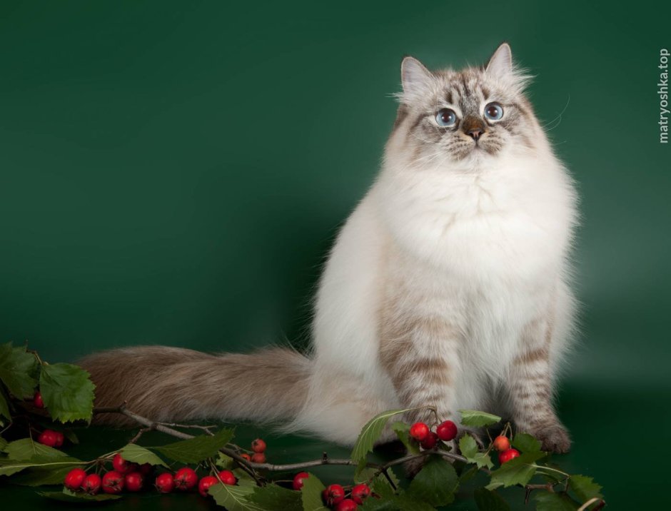 Невская маскарадная кошка питомник