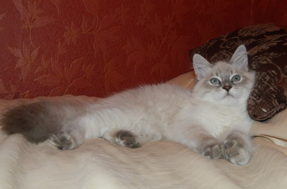 Невская маскарадная кошка