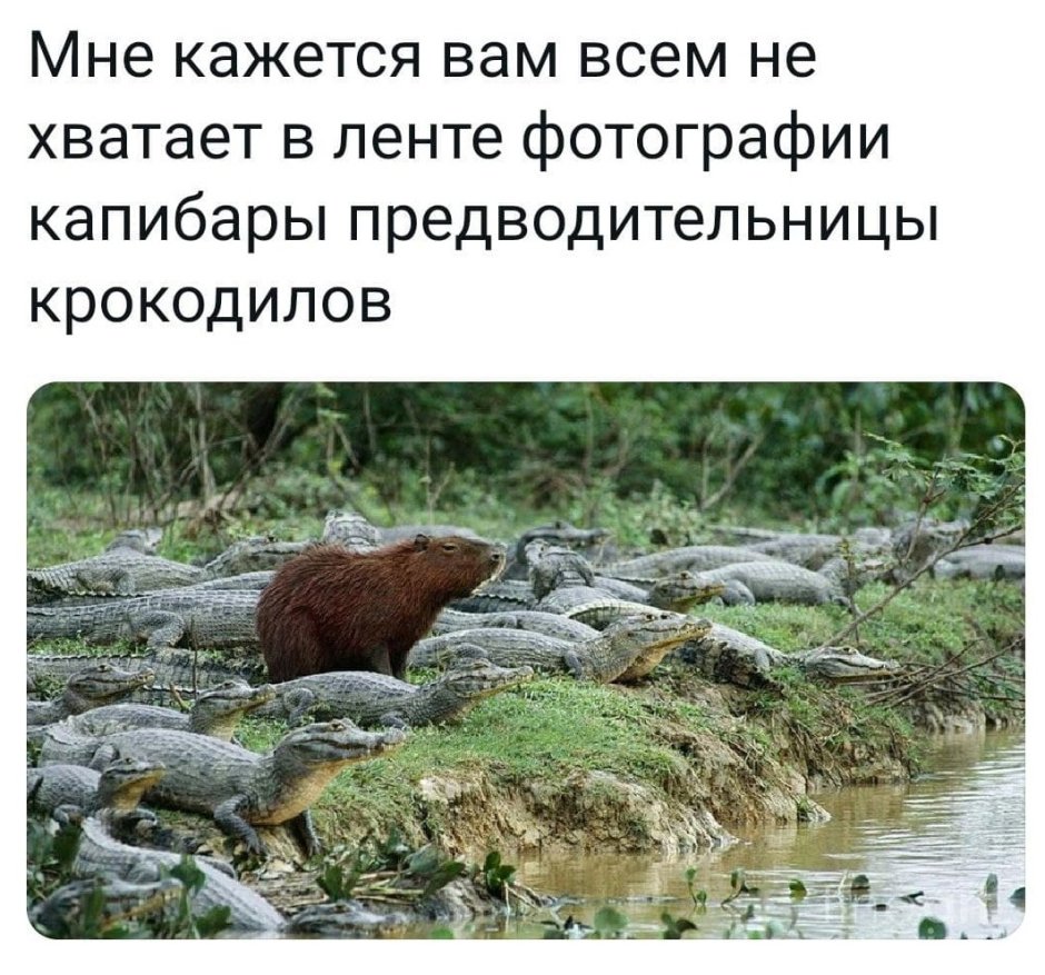 Размножение капибар