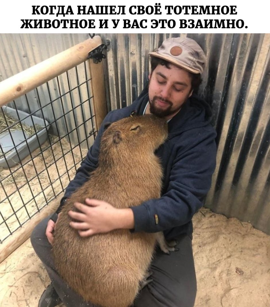 Большие морские свинки капибара