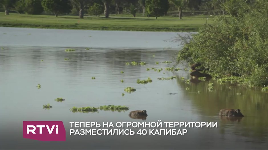 Капибара на крокодиле видео