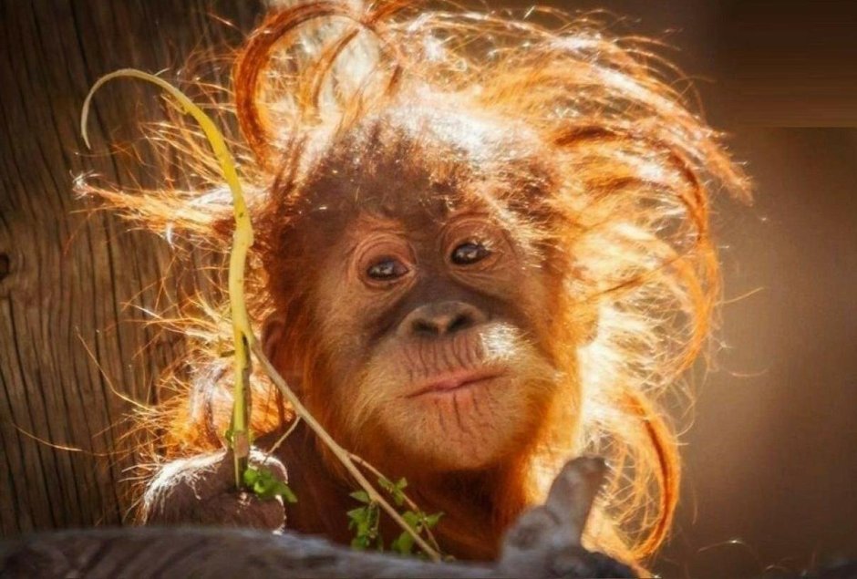 Обезьяна с фотиком