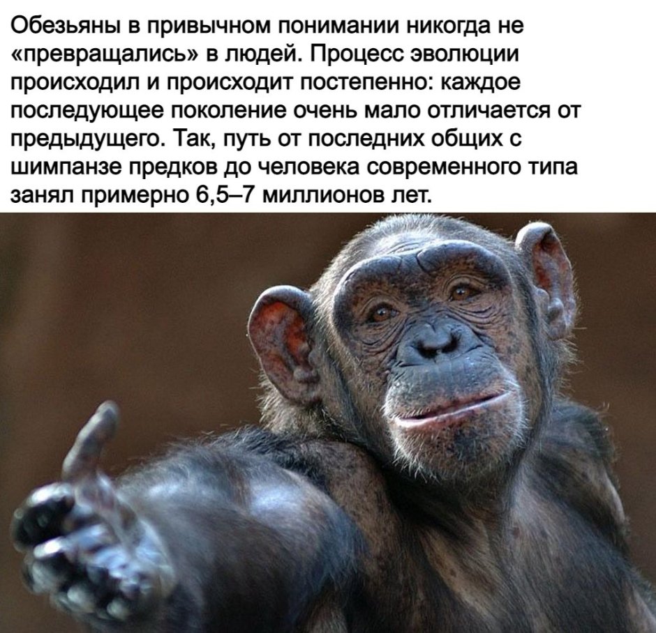 Обезьяна в машине