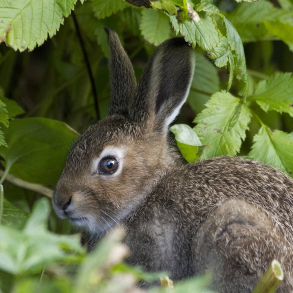 Трусишка заяц серенький