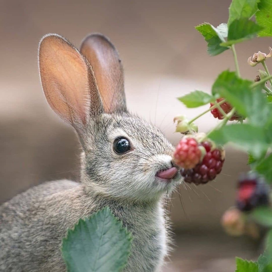 Заяц в природе