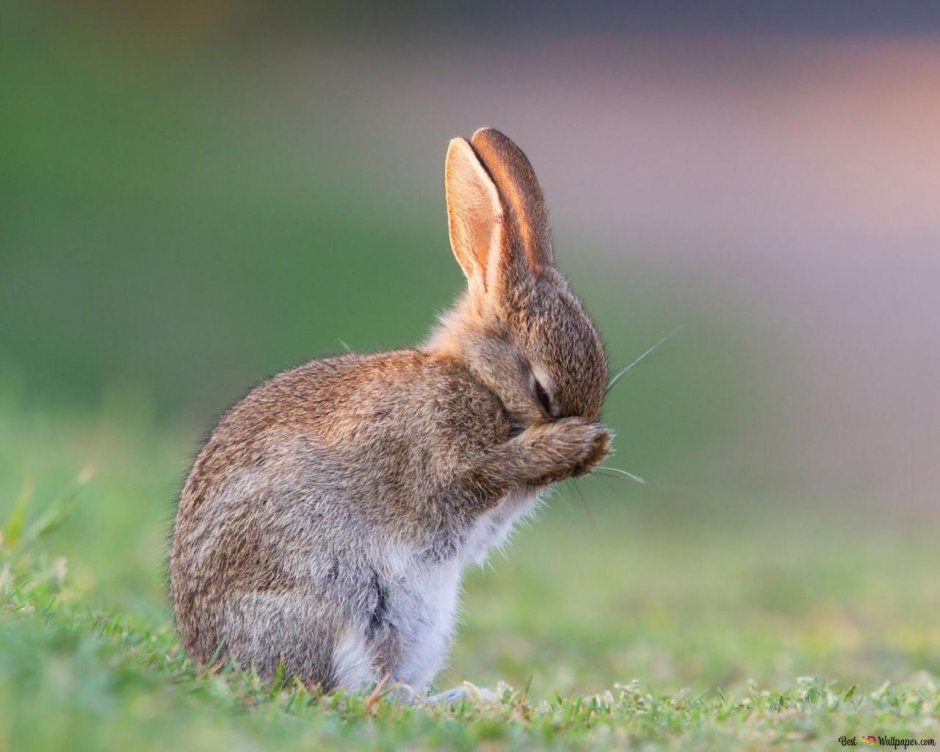 Чернохвостый заяц