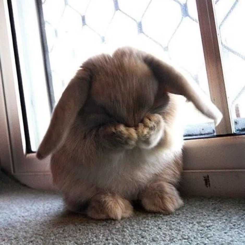 Заяц плачет