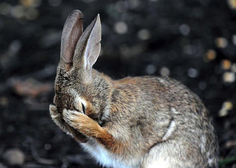 Смешной заяц