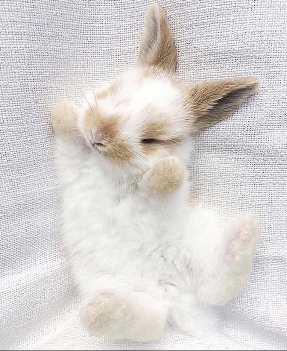 Пушистый Зайка