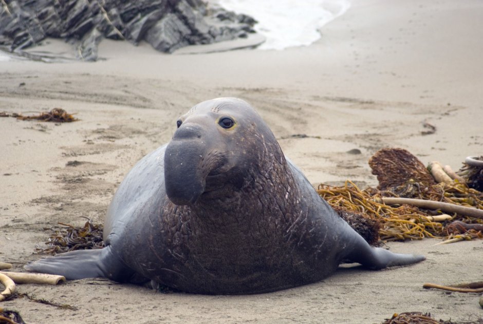 Тихоокеанский морж (Odobenus rosmarus divergens)