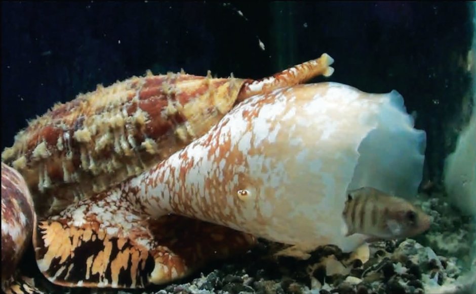 Географический конус conus geographus