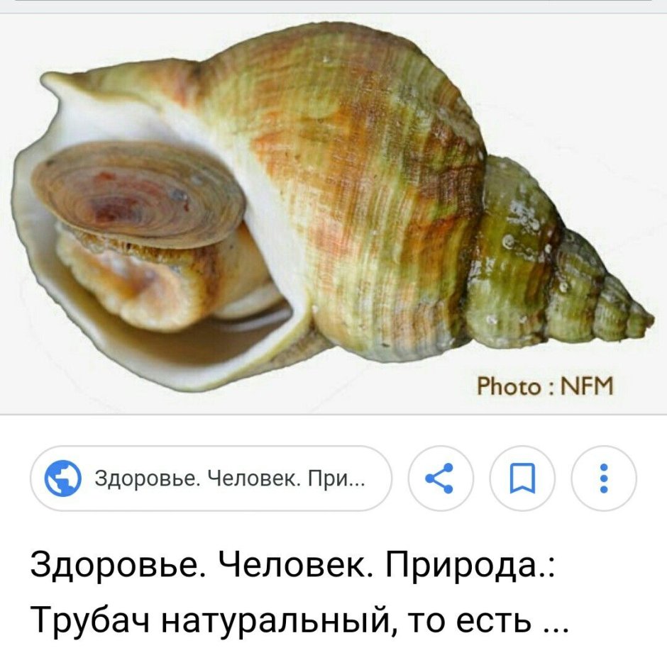 Гуидак Королевский моллюск