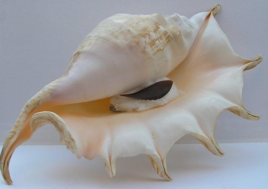 Ламбис моллюск