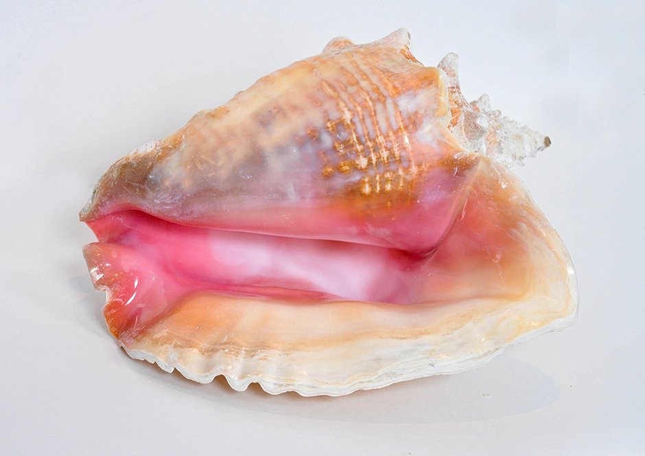 Crown Conch моллюск