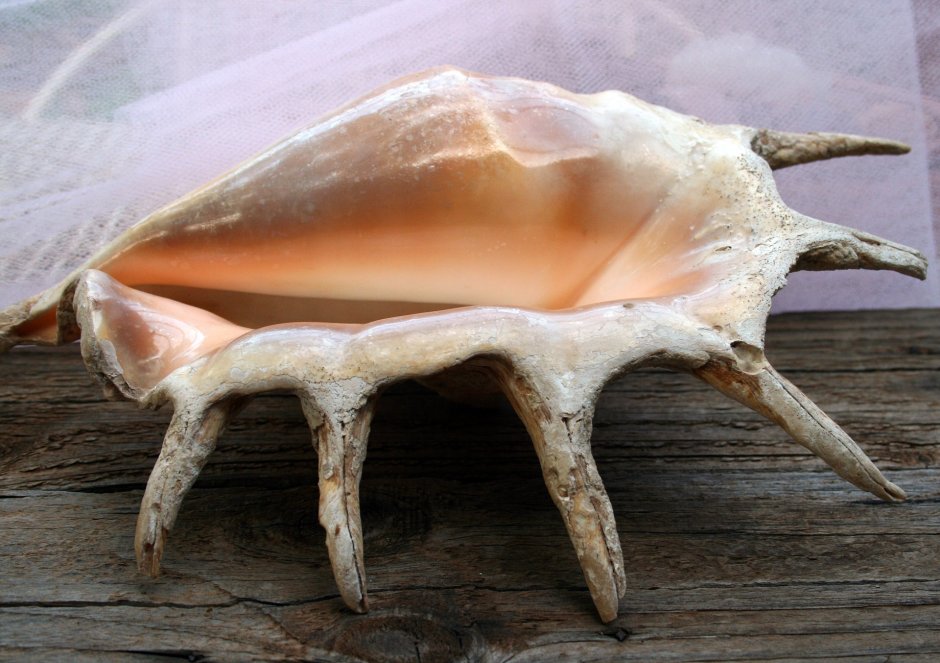 Брюхоногий моллюск Bullina lineata