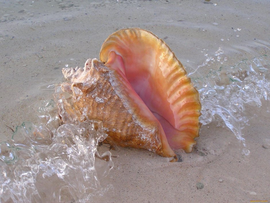 Моллюск рапана Азовское море