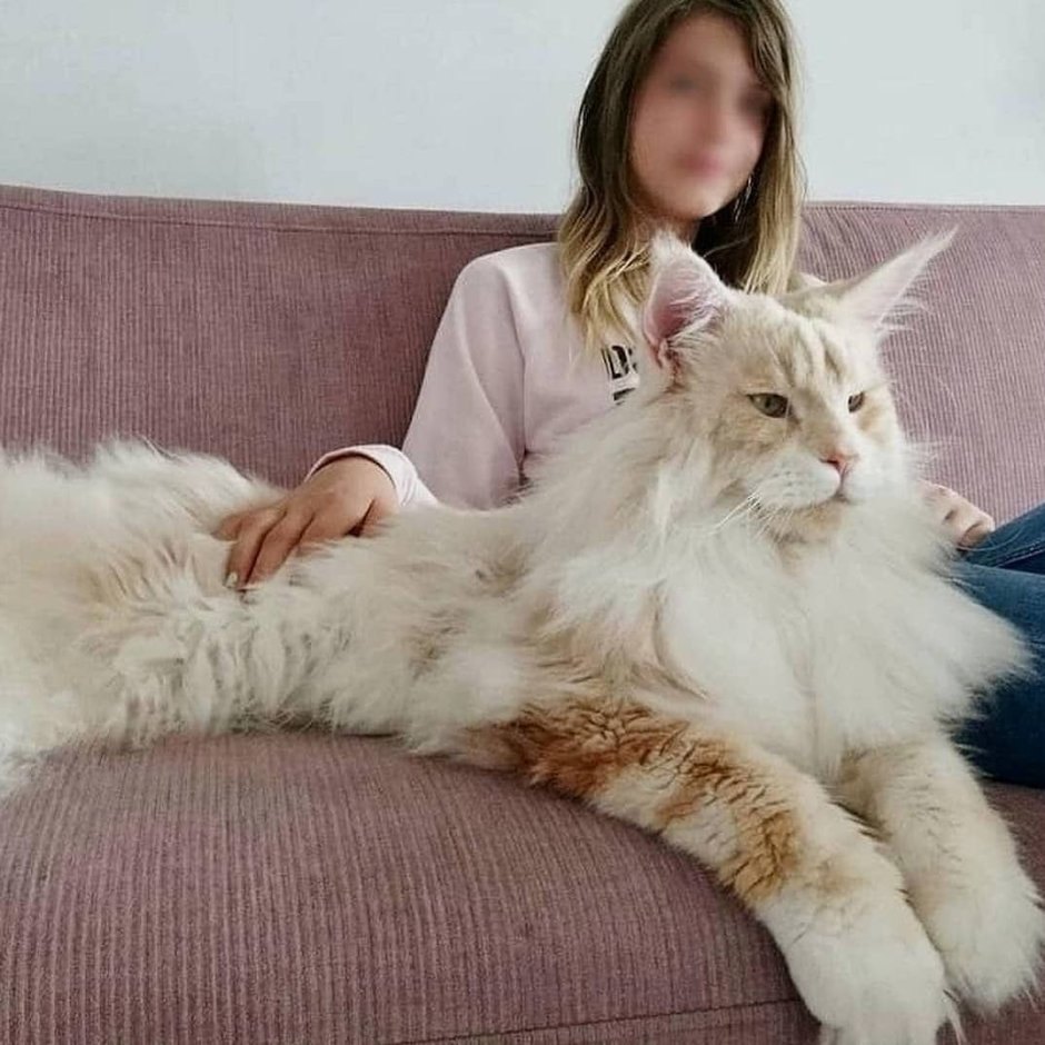 Мейн кун белый Солид