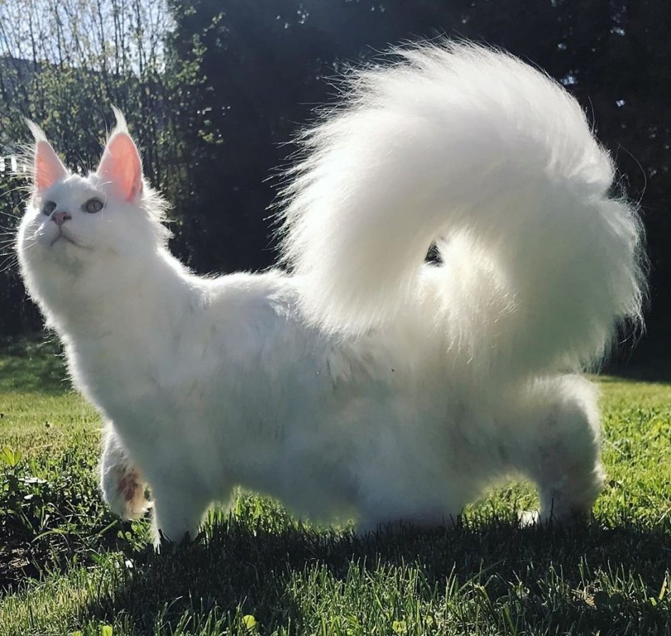 Мейн кун кошка хвост