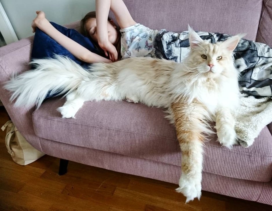 Кот Мейн кун Лотус