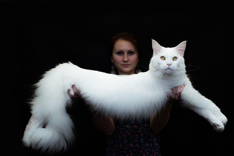 Норвежская Лесная кошка белая