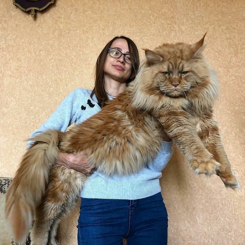 Мейн кун белый альбинос