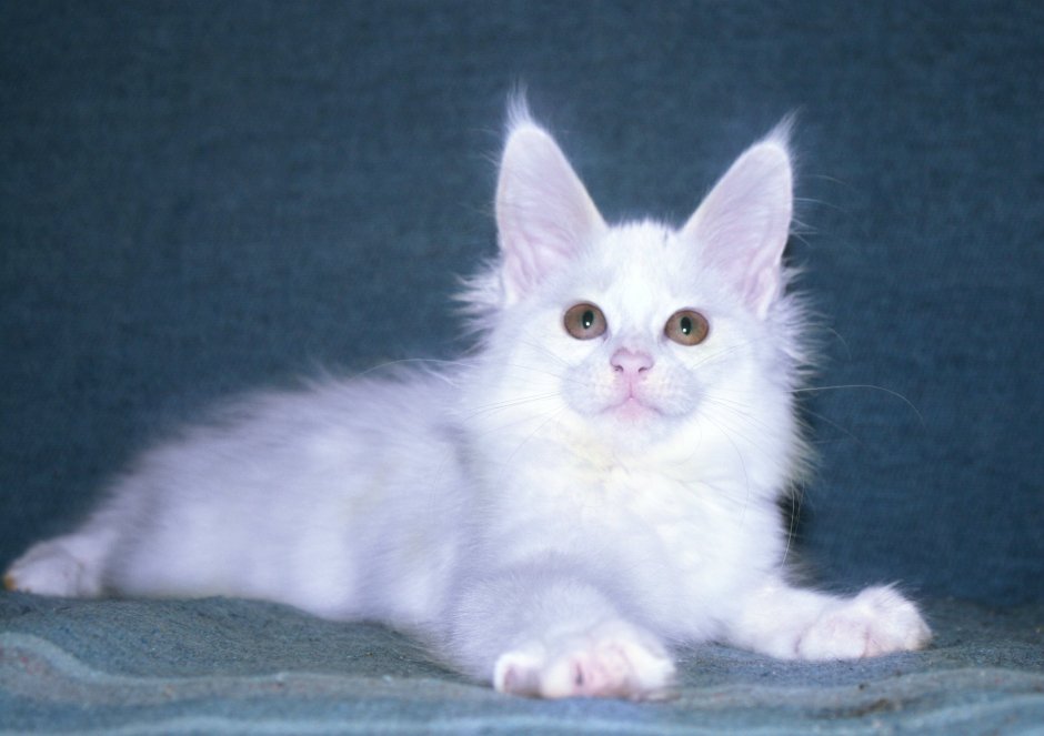 Кот гигант Мейн кун