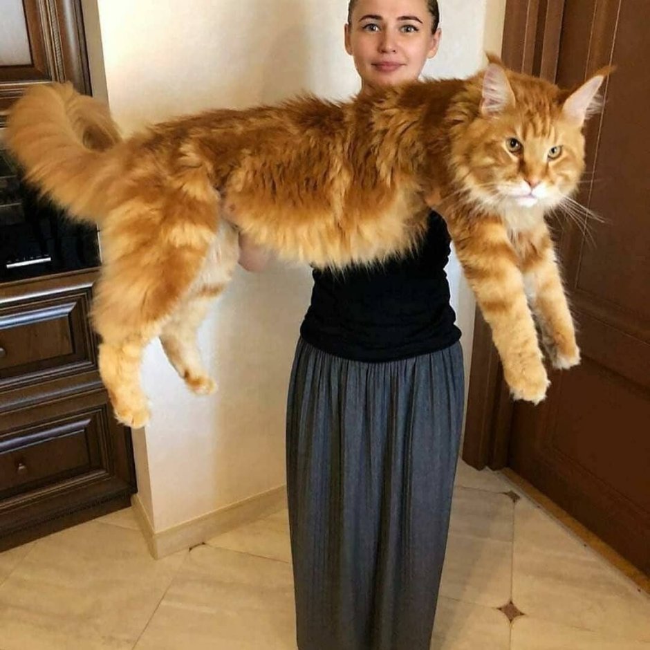 Кот Мейн кун с человеком
