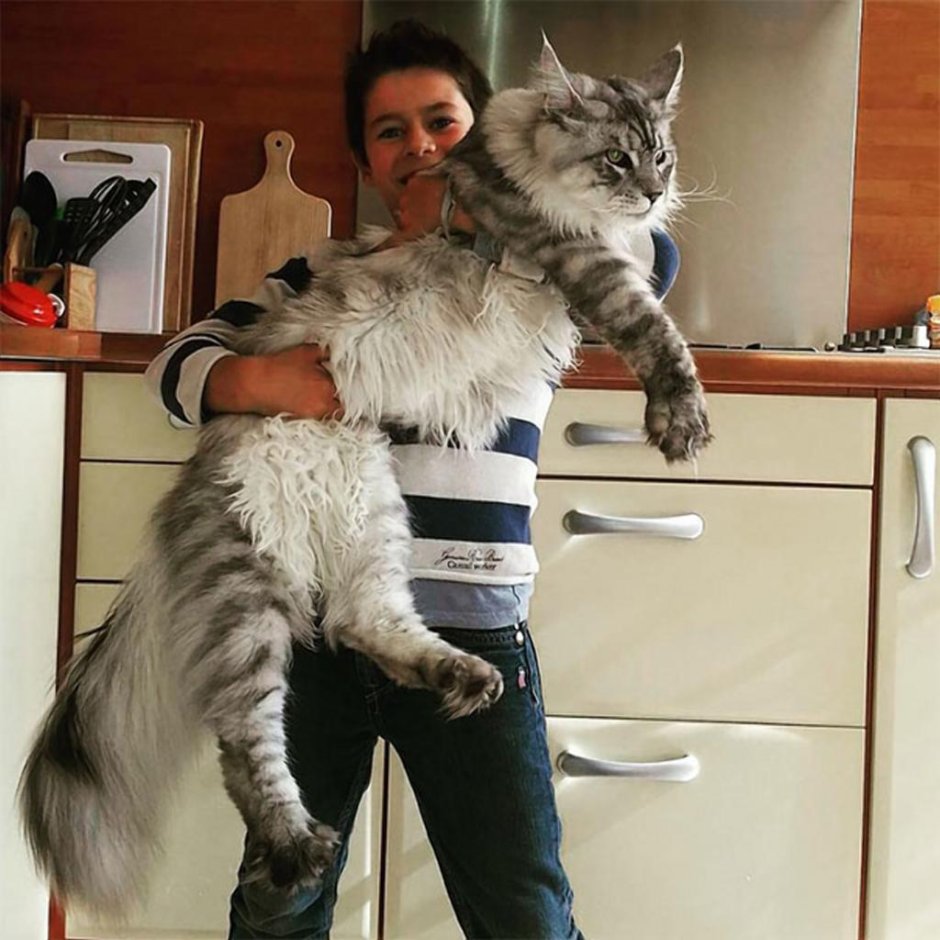 Сибирский Мейн кун рыжий