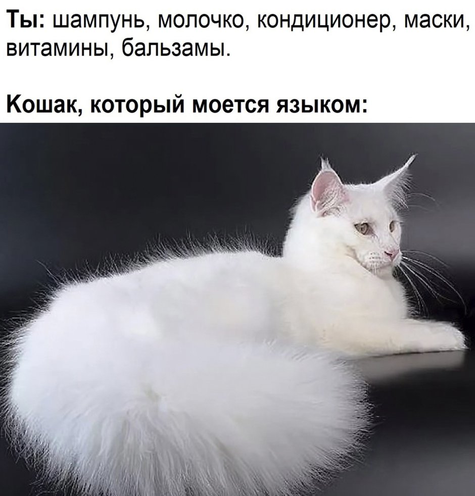 Куно Мем