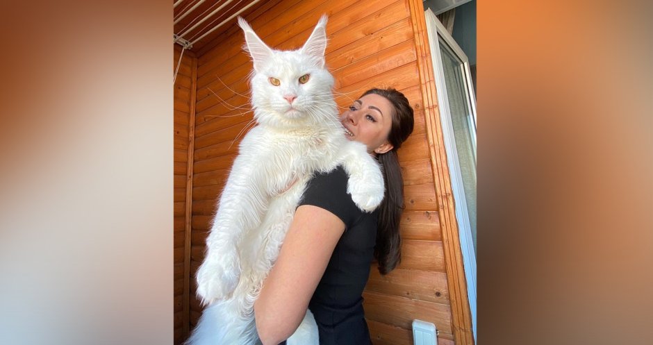 Кот Мейн кун