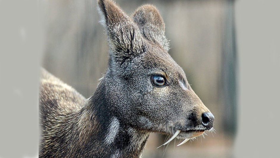 Сахалинская кабарга Moschus moschiferus sachalinensis