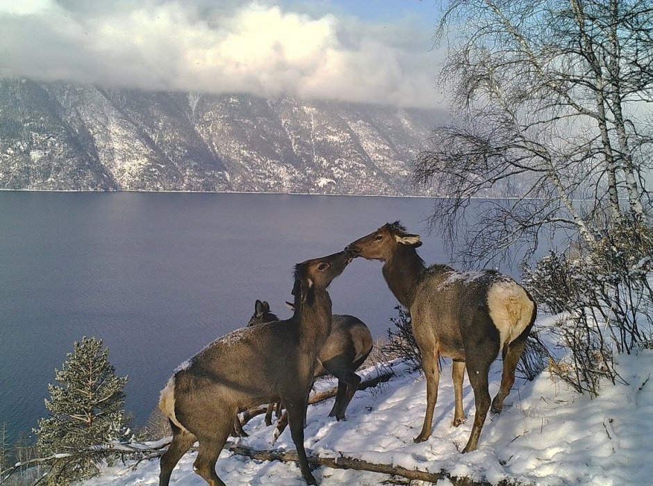 Кабарга самка