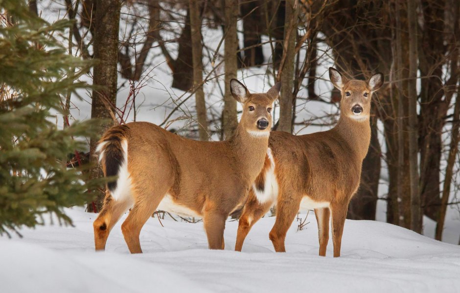 Сахалинская кабарга Moschus moschiferus sachalinensis