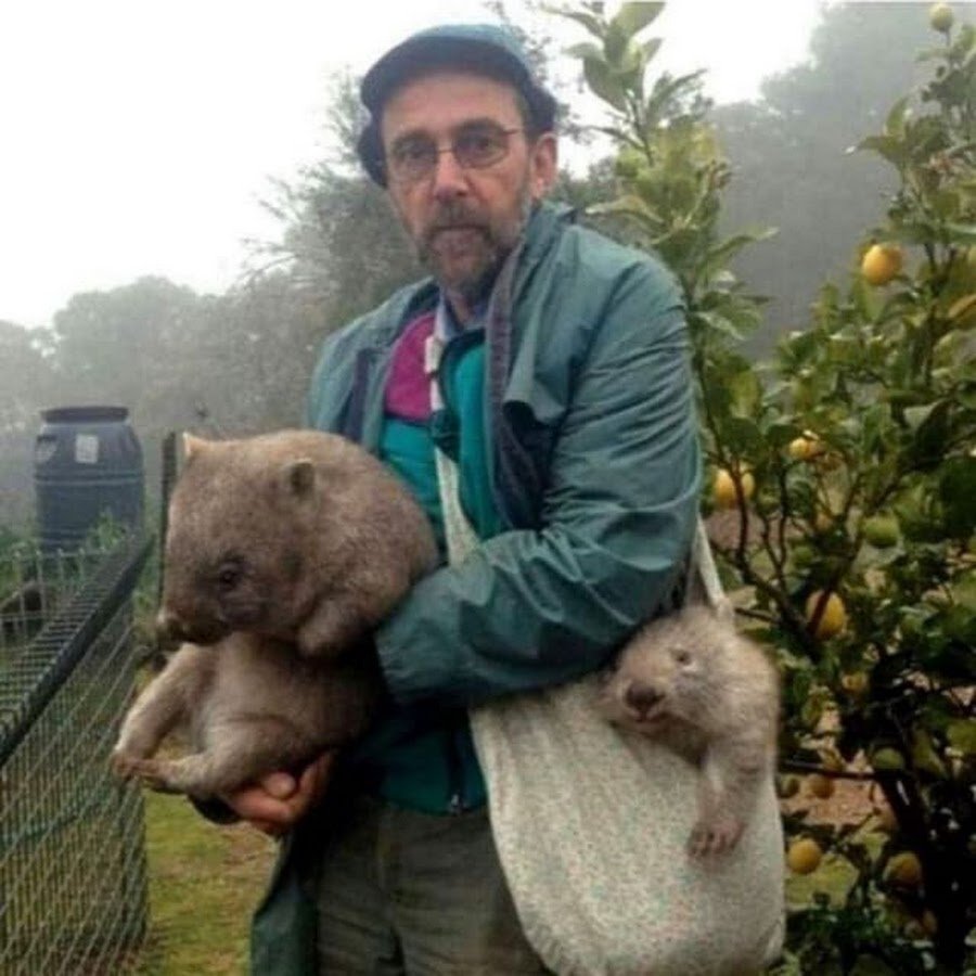 Наглая крыса