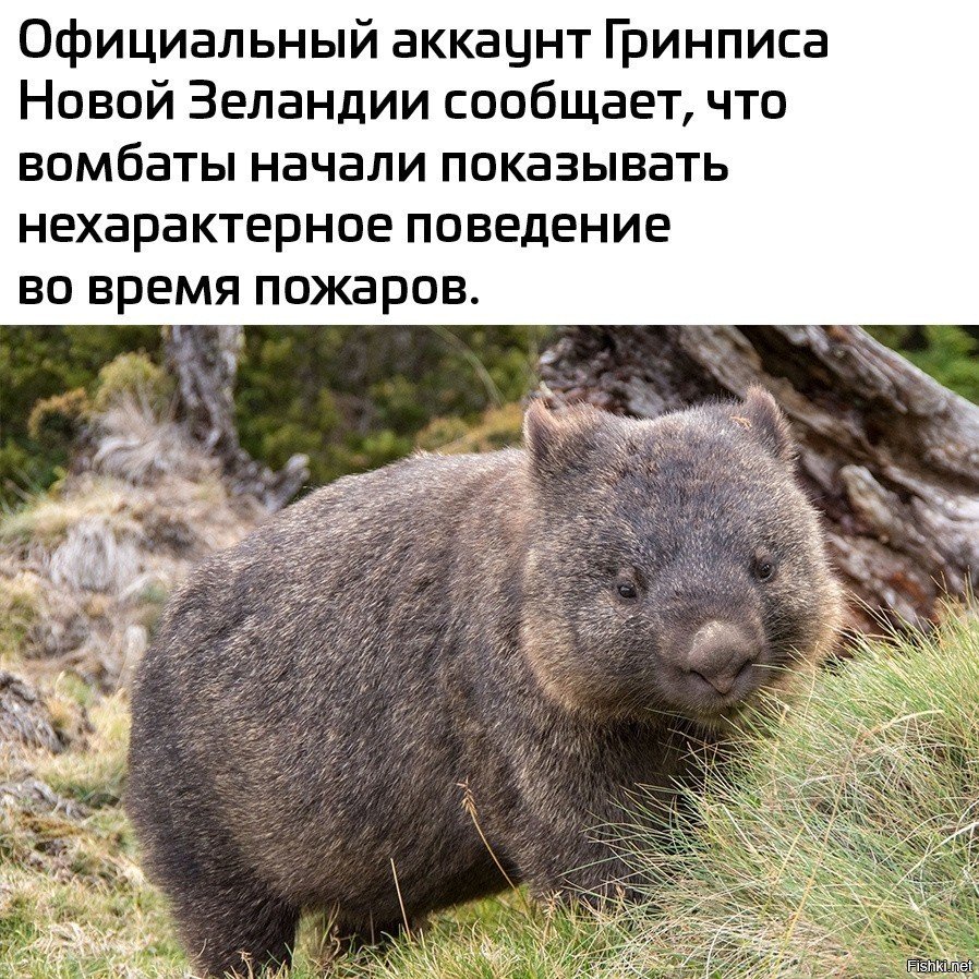 Женщина с вомбатом