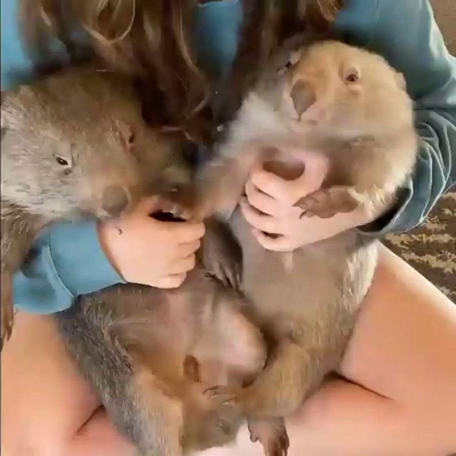 Вомбаты в соотношении с человеком