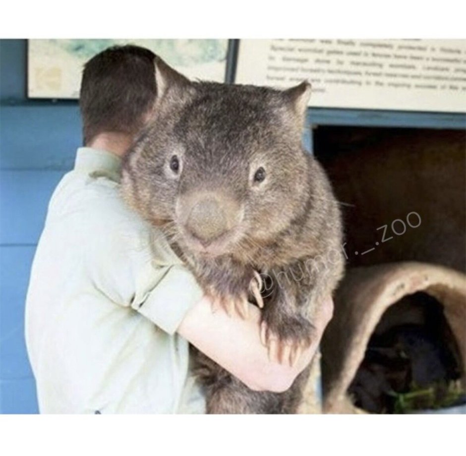 Мужик гладит пузо вомбата видео