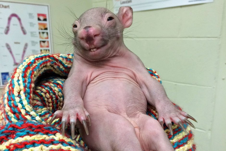 Девушка держит в руках вомбата