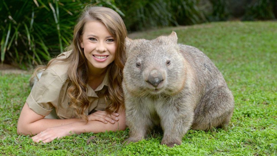 Вомбат улыбается лысый